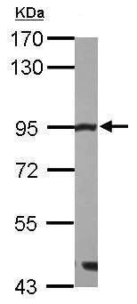 Western blot - Anti-Mre11 antibody - C-terminal (AB227452)