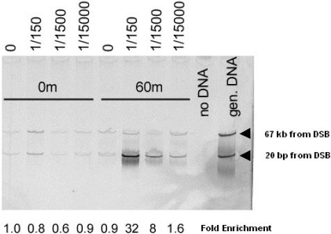 ChIP - Anti-Mre11 antibody - ChIP Grade (AB12159)
