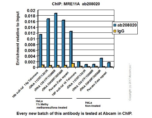 ChIP - Anti-Mre11 antibody [EPR21027] - ChIP Grade (AB208020), expandable thumbnail