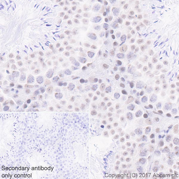 Immunohistochemistry (Formalin/PFA-fixed paraffin-embedded sections) - Anti-Mre11 antibody [EPR21027] - ChIP Grade (ab208020), expandable thumbnail