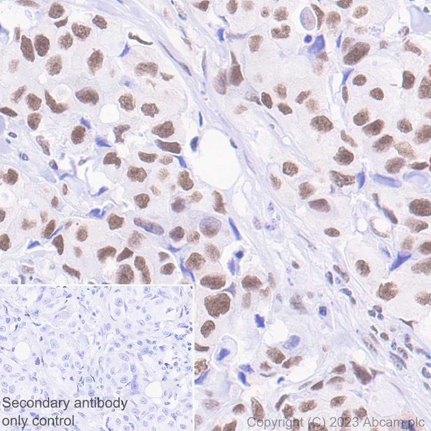 Immunohistochemistry (Formalin/PFA-fixed paraffin-embedded sections) - Anti-Mre11 antibody [EPR21027] - ChIP Grade (ab208020), expandable thumbnail