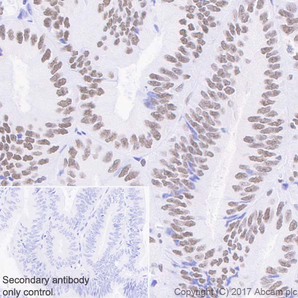 Immunohistochemistry (Formalin/PFA-fixed paraffin-embedded sections) - Anti-Mre11 antibody [EPR21027] - ChIP Grade (ab208020), expandable thumbnail