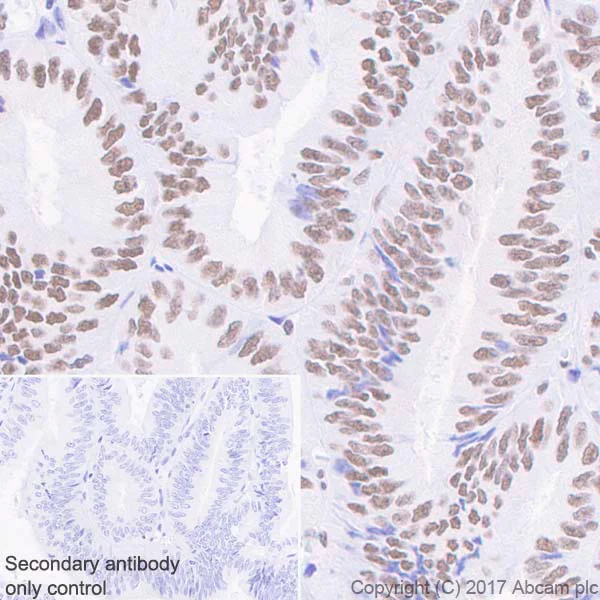 Immunohistochemistry (Formalin/PFA-fixed paraffin-embedded sections) - Anti-Mre11 antibody [EPR21027] - ChIP Grade (AB208020)