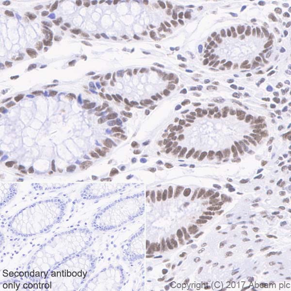 Immunohistochemistry (Formalin/PFA-fixed paraffin-embedded sections) - Anti-Mre11 antibody [EPR21027] - ChIP Grade (AB208020), expandable thumbnail