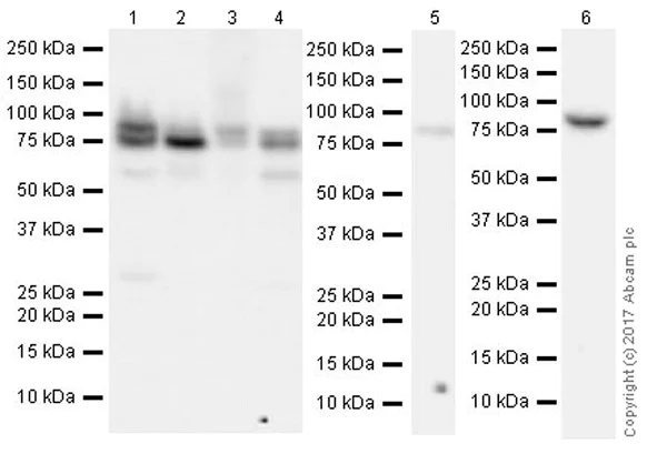 Western blot - Anti-Mre11 antibody [EPR21027] - ChIP Grade (AB208020)