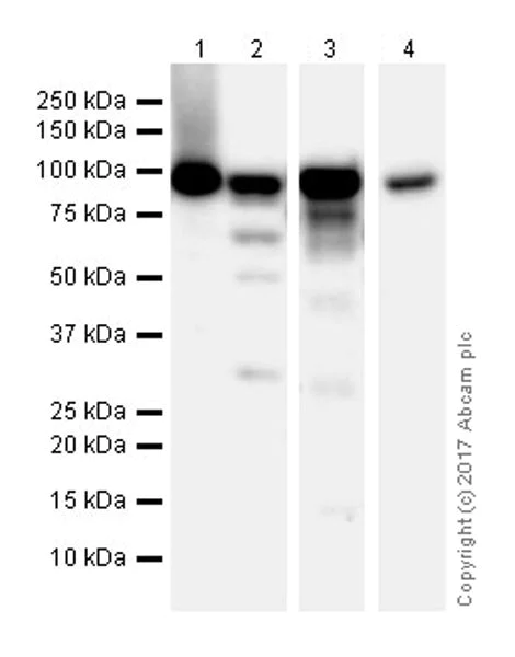 Western blot - Anti-Mre11 antibody [EPR21027] - ChIP Grade (AB208020)