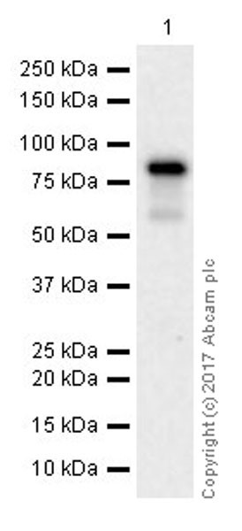 Western blot - Anti-Mre11 antibody [EPR21027] - ChIP Grade (AB208020), expandable thumbnail