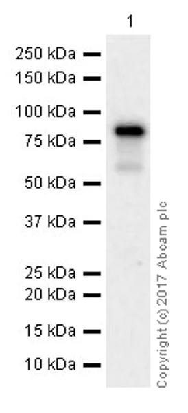 Western blot - Anti-Mre11 antibody [EPR21027] - ChIP Grade (AB208020)