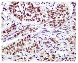 Immunohistochemistry (Formalin/PFA-fixed paraffin-embedded sections) - Anti-Mre11 antibody [EPR3471] - BSA and Azide free (AB247911)