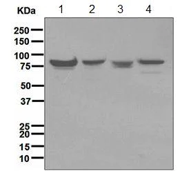 Western blot - Anti-Mre11 antibody [EPR3471] - BSA and Azide free (AB247911)