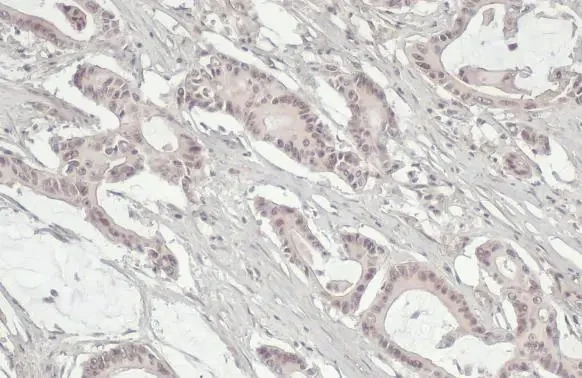 Immunohistochemistry paraffin embedded sections - Anti-Mre11 antibody [HL1386] (AB308361)
