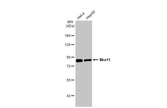Western blot - Anti-Mre11 antibody [HL1386] (AB308361)