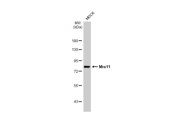 Western blot - Anti-Mre11 antibody [HL1386] (AB308361)