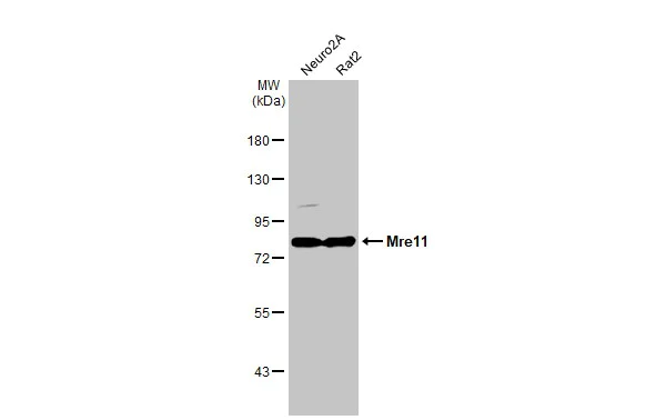 Western blot - Anti-Mre11 antibody [HL1386] (AB308361)