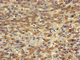 Immunohistochemistry (Formalin/PFA-fixed paraffin-embedded sections) - Anti-MRF-1 antibody (AB222827), expandable thumbnail