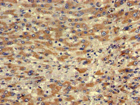 Immunohistochemistry (Formalin/PFA-fixed paraffin-embedded sections) - Anti-MRF-1 antibody (AB222827)