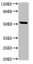 Western blot - Anti-MRF-1 antibody (AB222827), expandable thumbnail