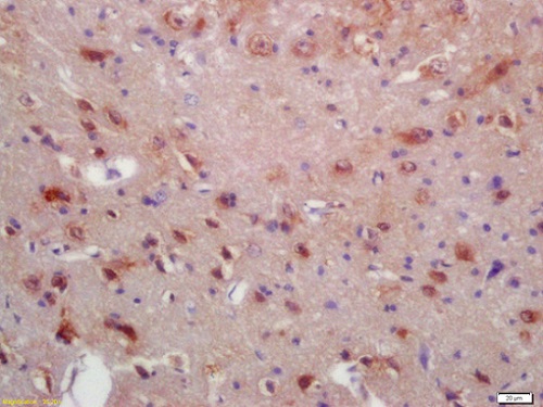 Immunohistochemistry (Formalin/PFA-fixed paraffin-embedded sections) - Anti-MRF antibody (AB213681)