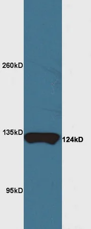 Western blot - Anti-MRF antibody (AB213681)