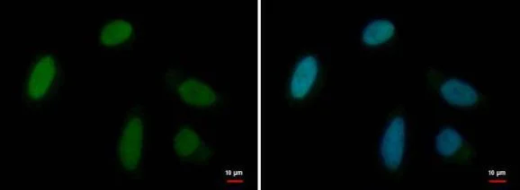 Immunocytochemistry/ Immunofluorescence - Anti-MRG15 antibody (AB183663)