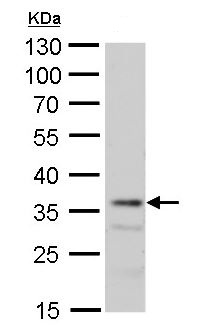 Western blot - Anti-MRG15 antibody (AB183663), expandable thumbnail