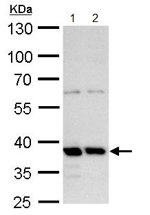 Western blot - Anti-MRG15 antibody (AB183663), expandable thumbnail