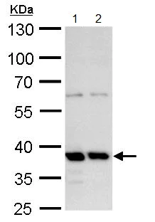 Western blot - Anti-MRG15 antibody (AB183663)