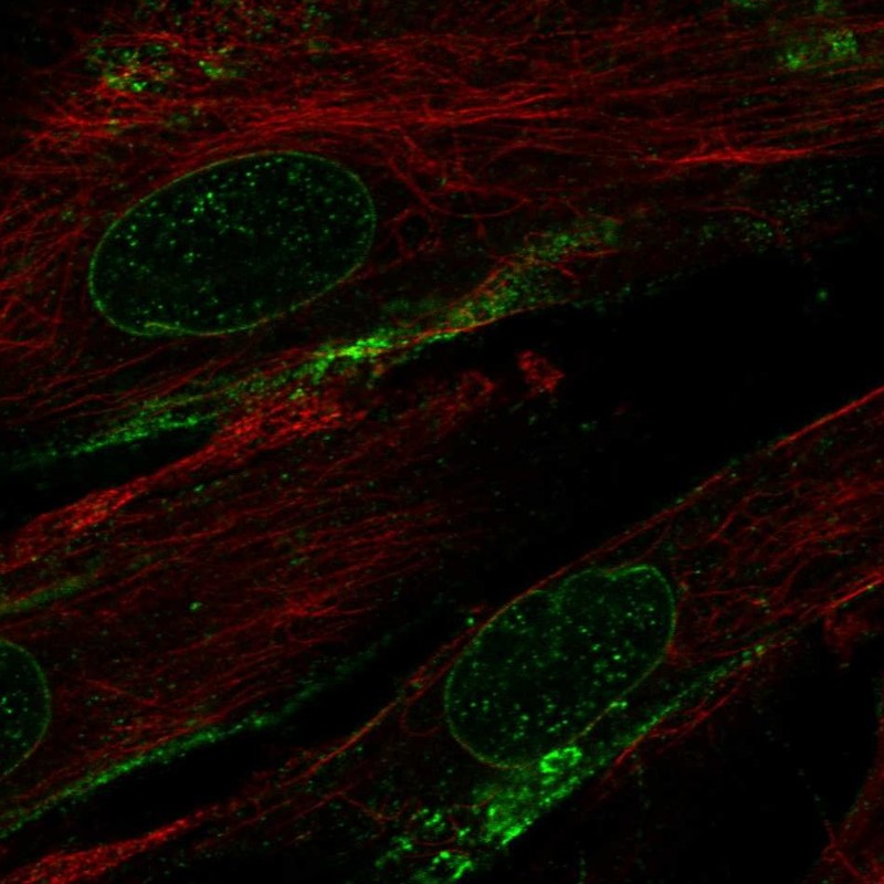 Immunocytochemistry/ Immunofluorescence - Anti-MRGPRF antibody (AB254756), expandable thumbnail