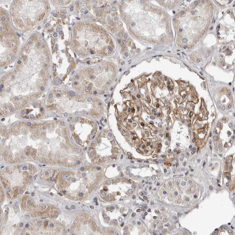 Immunohistochemistry (Formalin/PFA-fixed paraffin-embedded sections) - Anti-MRGPRF antibody (AB254756), expandable thumbnail