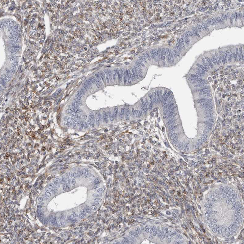 Immunohistochemistry (Formalin/PFA-fixed paraffin-embedded sections) - Anti-MRGPRF antibody (AB254756), expandable thumbnail