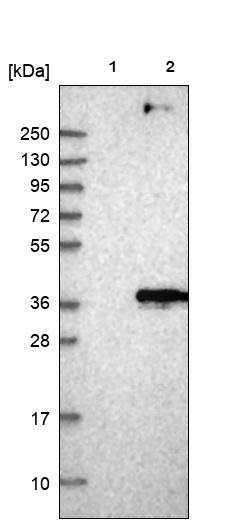 Western blot - Anti-MRGPRF antibody (AB254756), expandable thumbnail