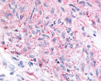 Immunohistochemistry (Formalin/PFA-fixed paraffin-embedded sections) - Anti-MRGPRX4 antibody - C-terminal (AB188740)