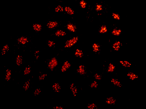 Immunocytochemistry/ Immunofluorescence - Anti-MRGX antibody [EPR9775(2)] (AB178405), expandable thumbnail