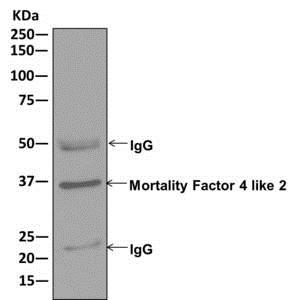 Immunoprecipitation - Anti-MRGX antibody [EPR9775(2)] (AB178405), expandable thumbnail