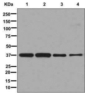 Western blot - Anti-MRGX antibody [EPR9775(2)] (AB178405)
