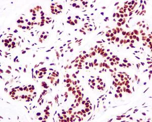 Immunohistochemistry (Formalin/PFA-fixed paraffin-embedded sections) - Anti-MRGX antibody [EPR9775(2)] - BSA and Azide free (AB250034)