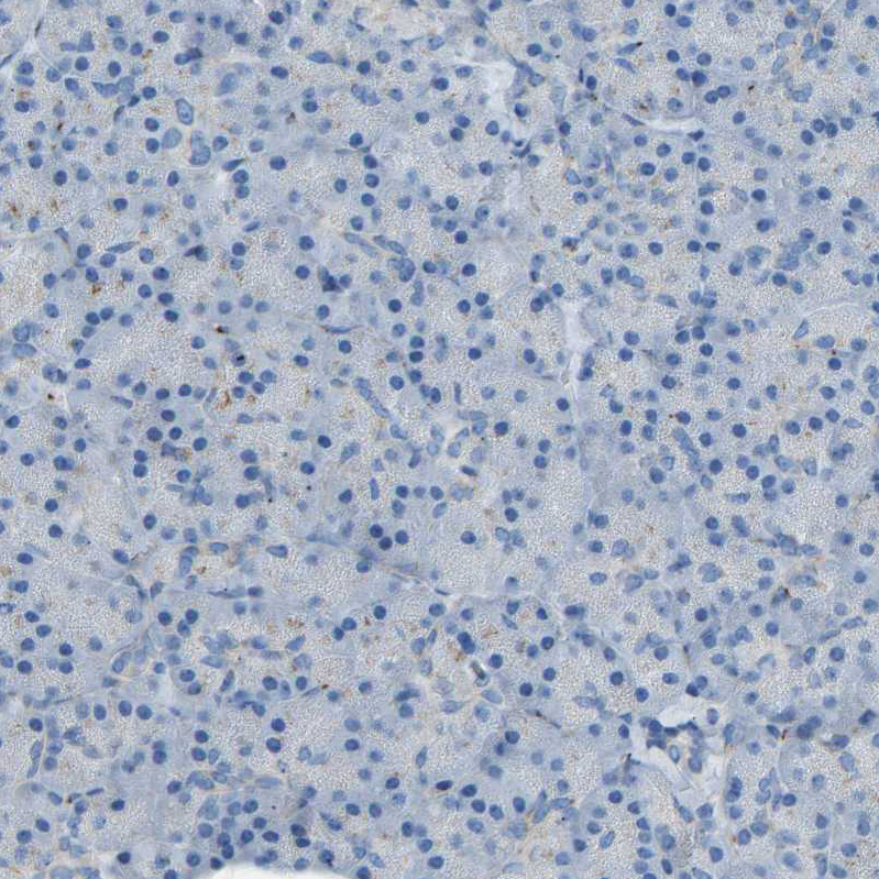 Immunohistochemistry (Formalin/PFA-fixed paraffin-embedded sections) - Anti-MRI antibody (ab246926), expandable thumbnail
