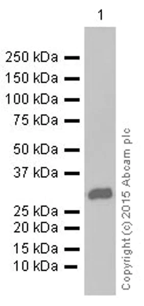 Western blot - Anti-MRO antibody [EPR12158] (AB181048)