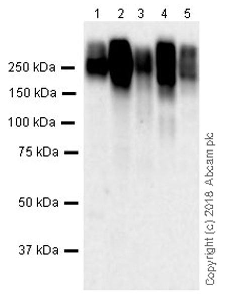 Western blot - Anti-MRP1 antibody [EPR21061] (AB230948), expandable thumbnail