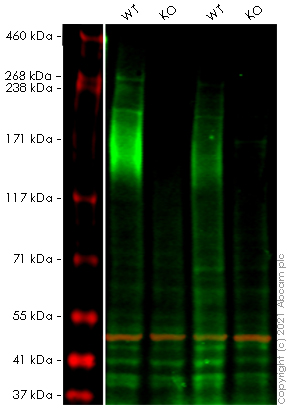 Western blot - Anti-MRP1 antibody [EPR21061] (AB230948), expandable thumbnail