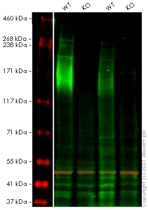 Western blot - Anti-MRP1 antibody [EPR21061] (AB230948)