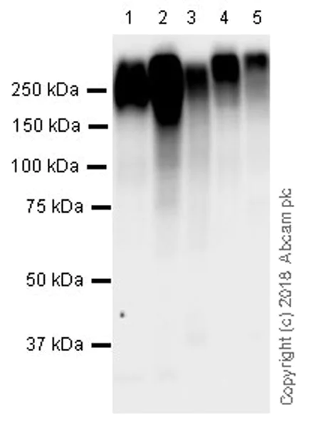 Western blot - Anti-MRP1 antibody [EPR21062] (AB233383)