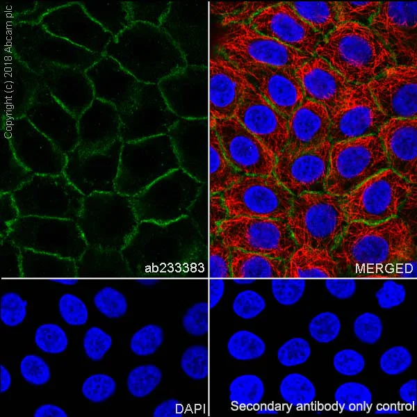 Immunocytochemistry/ Immunofluorescence - Anti-MRP1 antibody [EPR21062] - BSA and Azide free (AB234098)