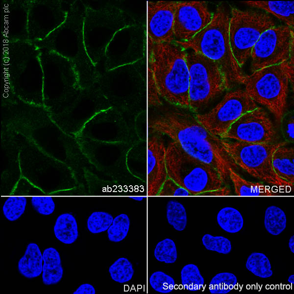 Immunocytochemistry/ Immunofluorescence - Anti-MRP1 antibody [EPR21062] - BSA and Azide free (AB234098)