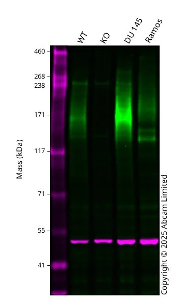 Western blot - Anti-MRP1 antibody [EPR21062] - BSA and Azide free (AB234098)
