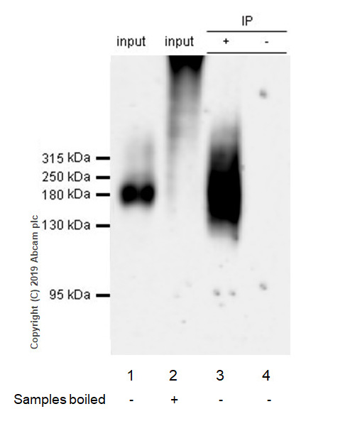 Immunoprecipitation - Anti-MRP1 antibody [EPR22841-78] (AB260038), expandable thumbnail