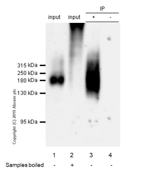 Immunoprecipitation - Anti-MRP1 antibody [EPR22841-78] (AB260038)