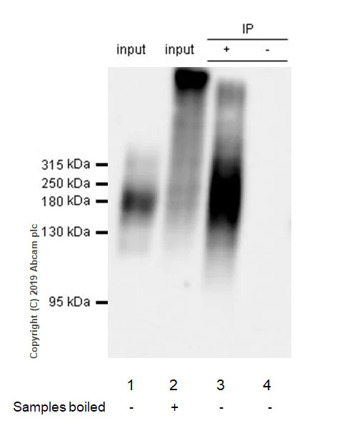 Immunoprecipitation - Anti-MRP1 antibody [EPR22841-78] (AB260038)
