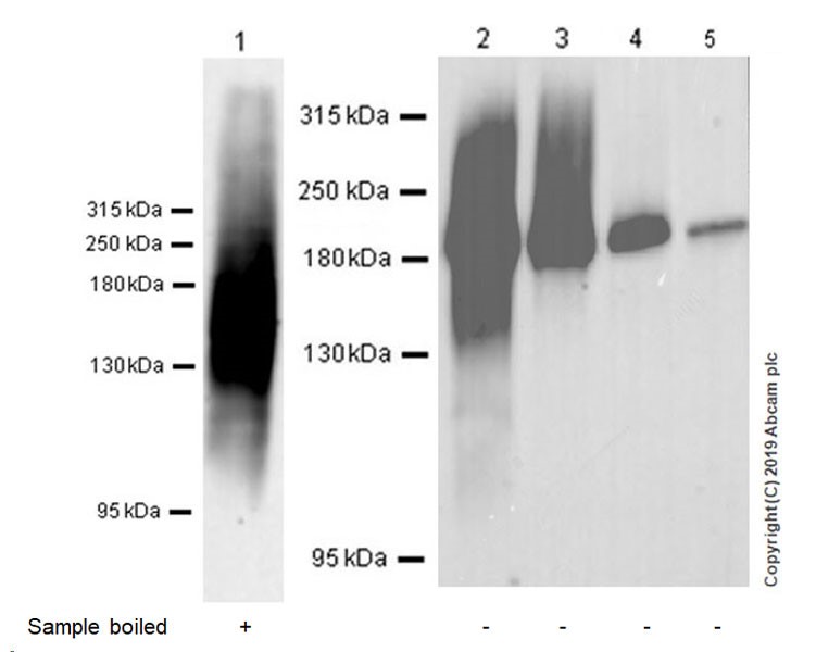 Western blot - Anti-MRP1 antibody [EPR22841-78] (AB260038), expandable thumbnail