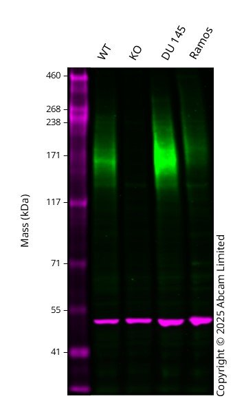 テレビ protein A seven-transmembrane protein-TM7SF3, resides in nuclear